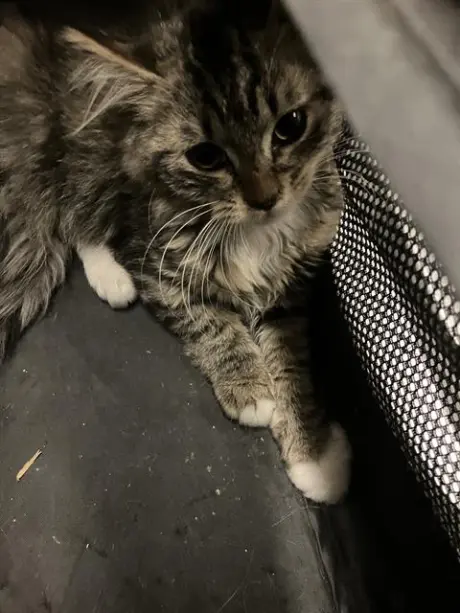 KITTEN 7