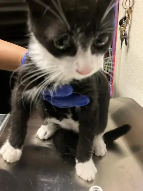 KITTEN 5