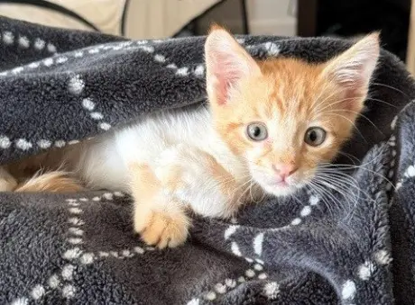 *CHEDDAR