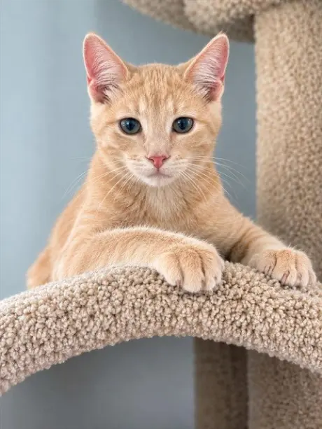 SULTAN