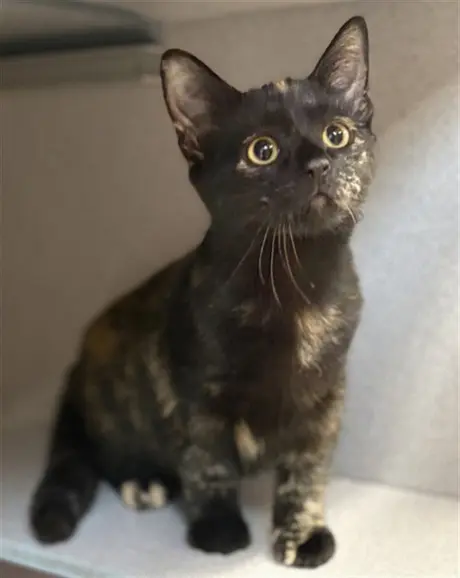 EBONY