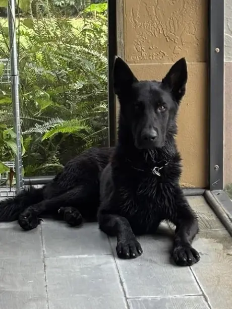 ONYX