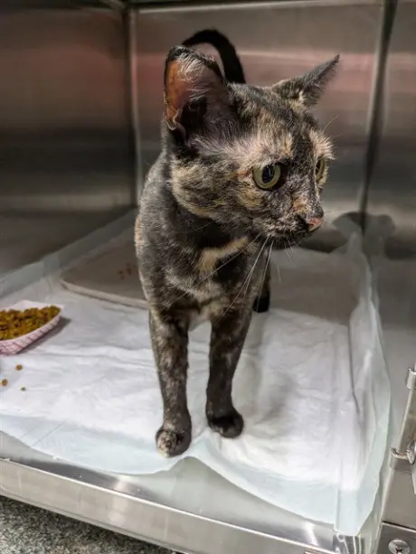 MARMALADE
