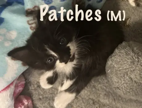 PATCHES