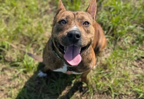 PERLA