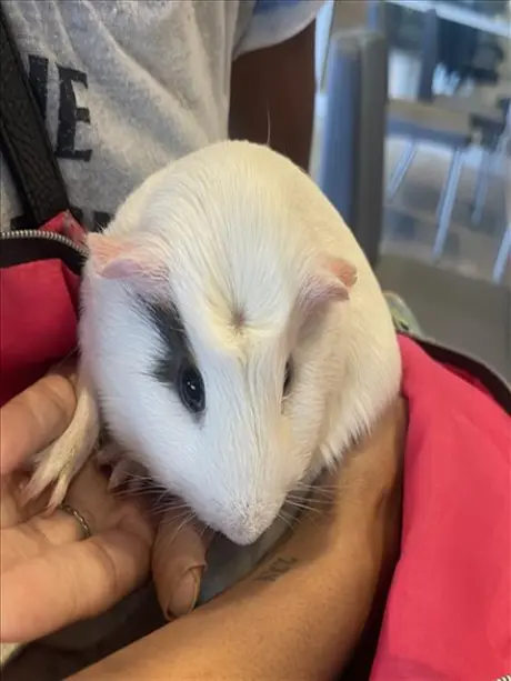 SAM
