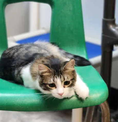 Cat 27746 (Jasper)