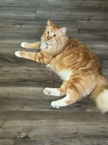 MILO