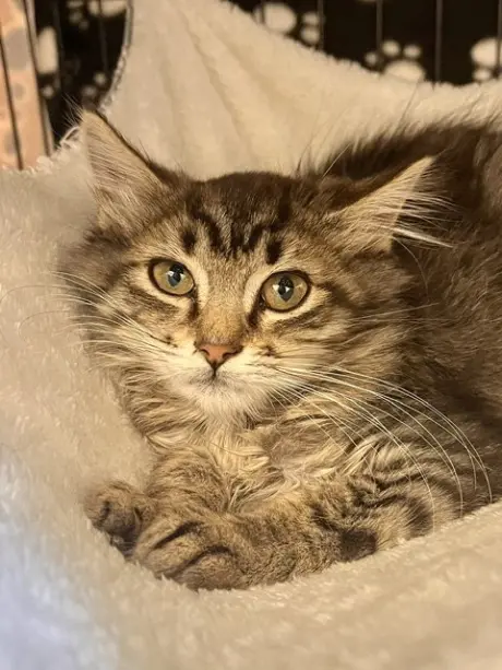 Rambo