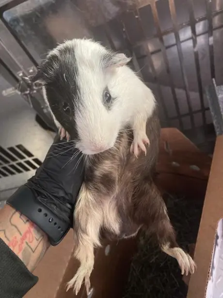 OINK