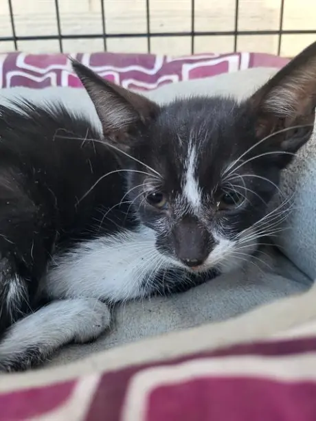 COUNT TUX-ULA