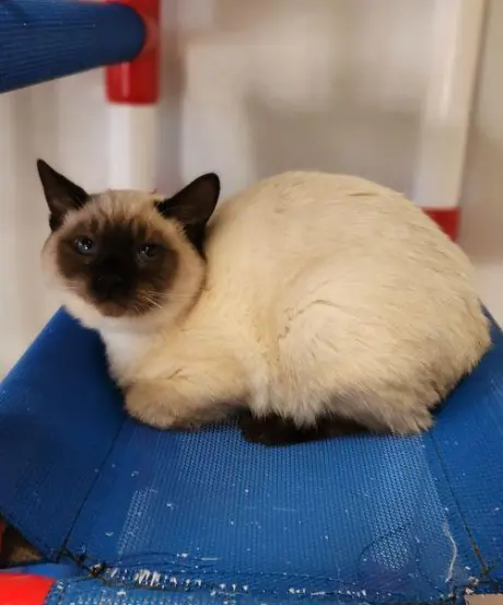 Kitten 28281 (Truffle)