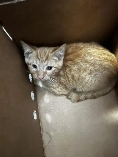 CHEDDAR