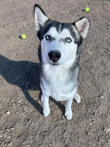 NENA
