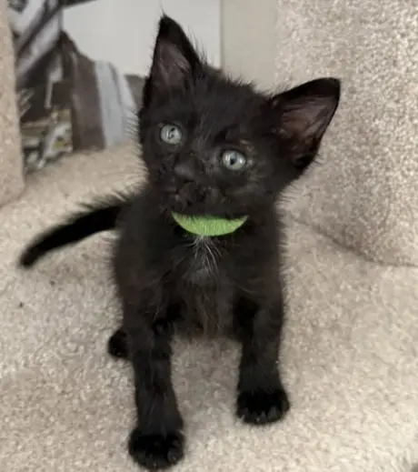 OSCAR
