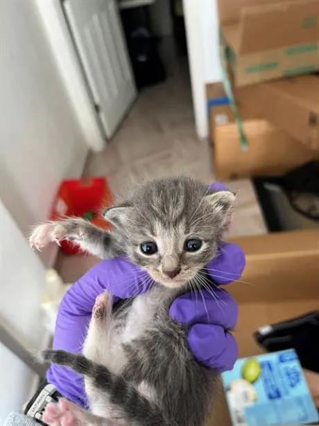 KITKAT