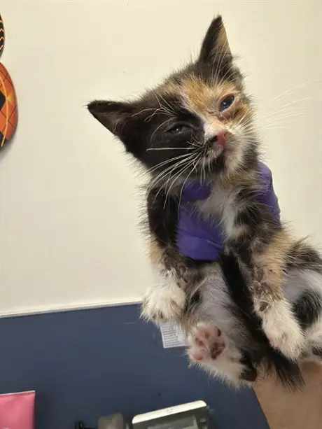 CAT 11