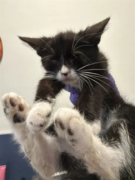 CAT 10