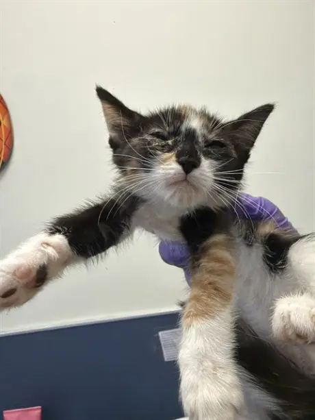 CAT 9