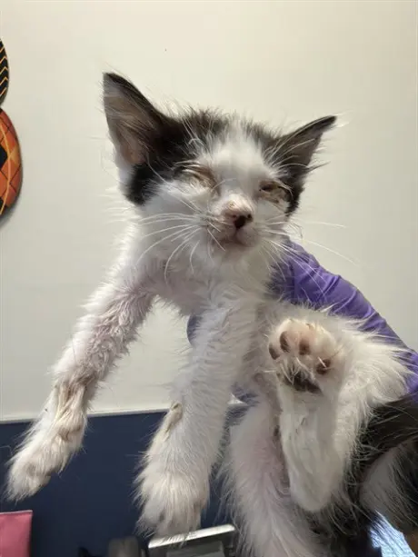 CAT 8