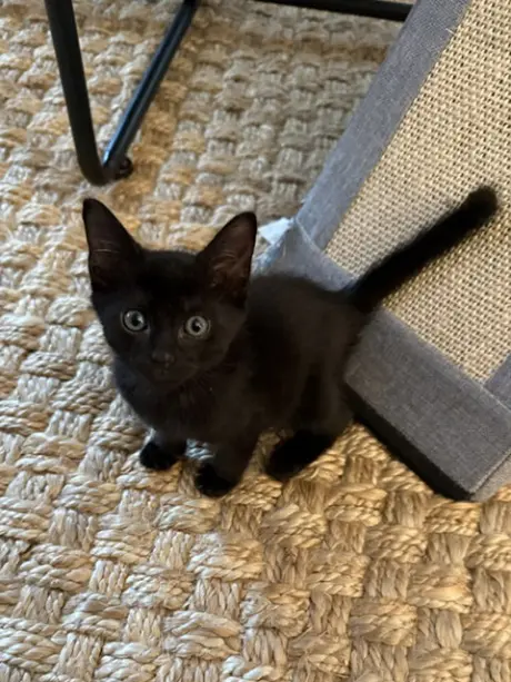 Rosie