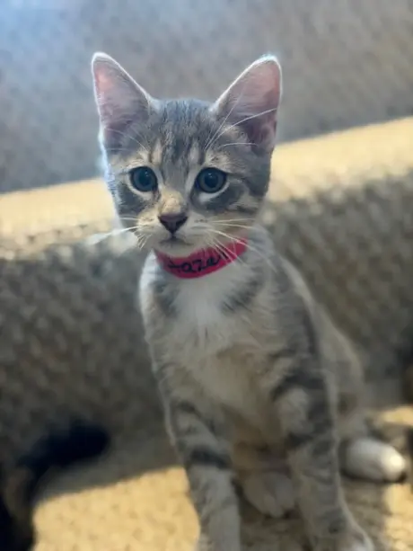 Hazel