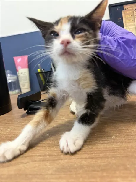 CAT 7