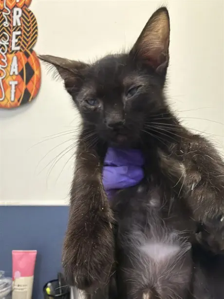 CAT 6