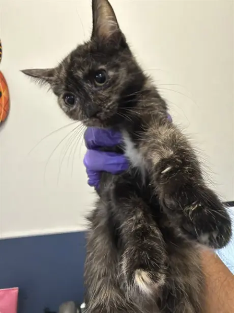CAT 5