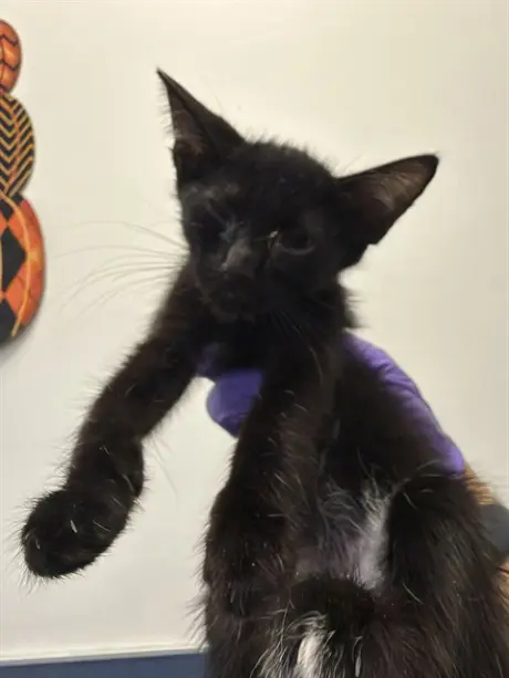 CAT 3
