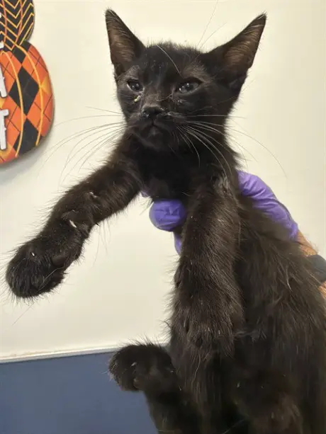 CAT 1