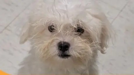 Sammy