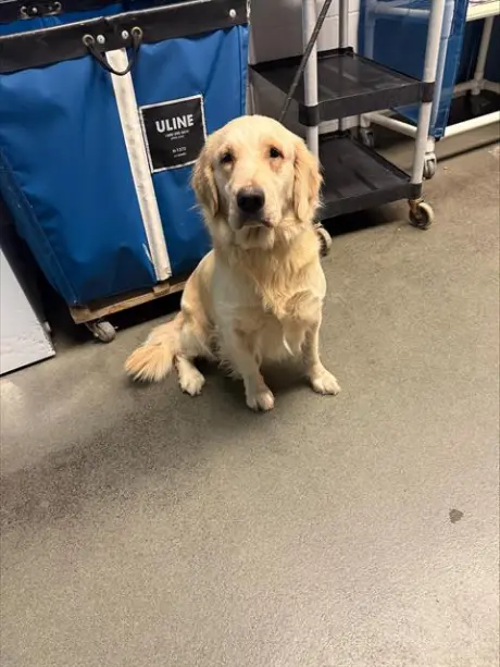 BISCUIT