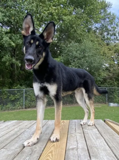 ODIN
