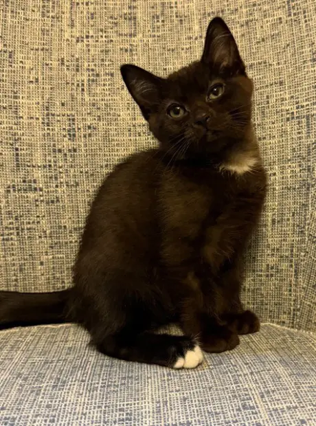 ONYX