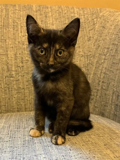 NUBIA