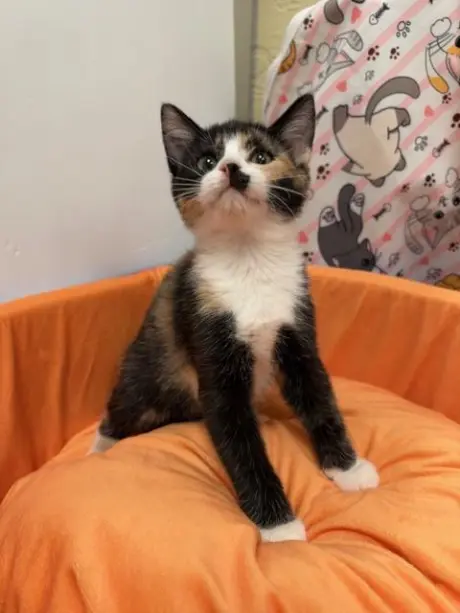 Cora