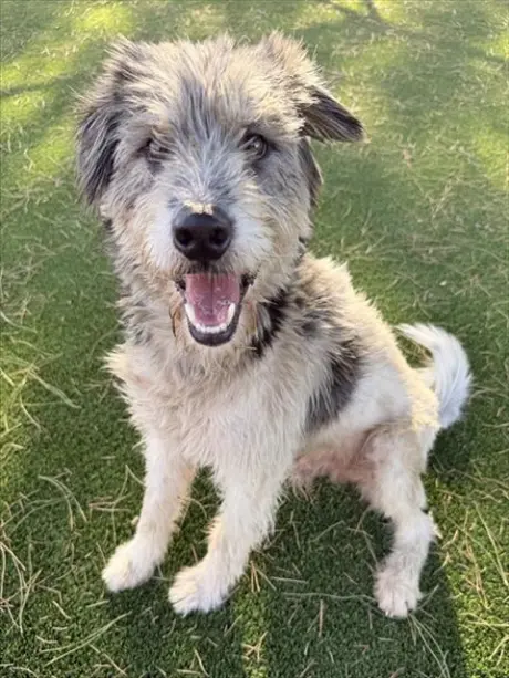 PEPPER