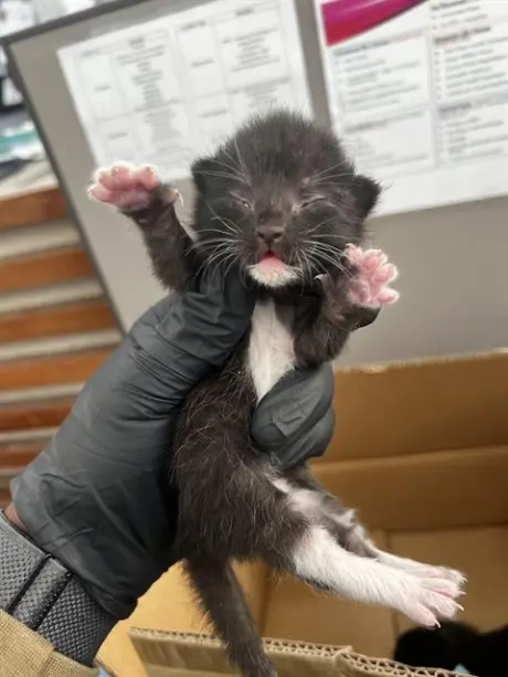 SOOT