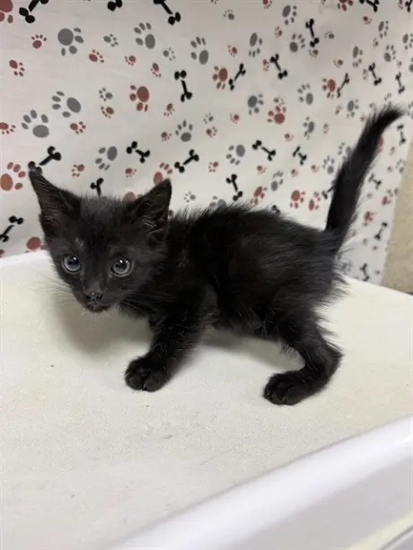 FINN
