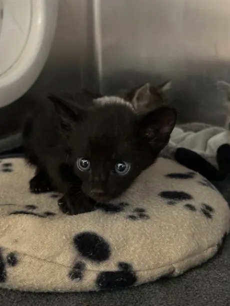 BINX