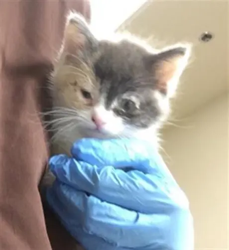 DELILAH