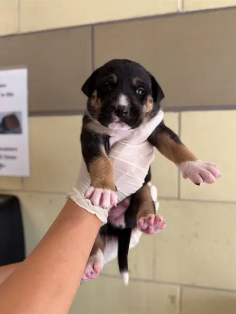 BROWNIE