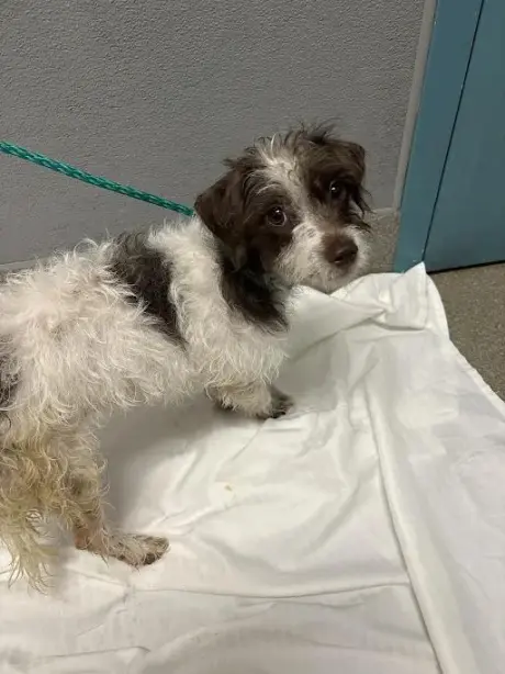 *MARIANA