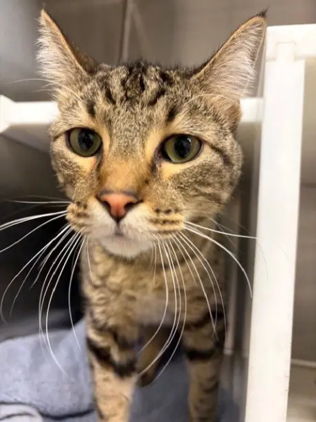 MILO