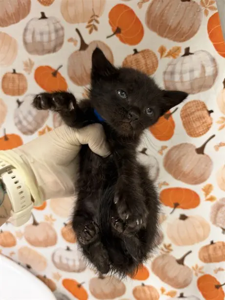 PEANUT