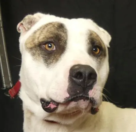 BRUISER