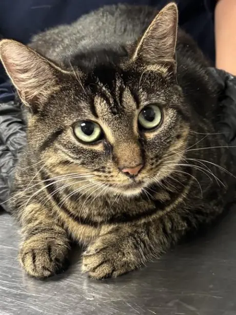 CLAWDIA
