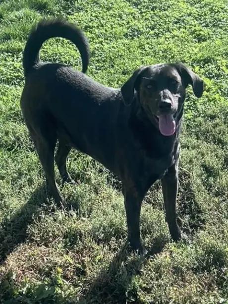 KODA