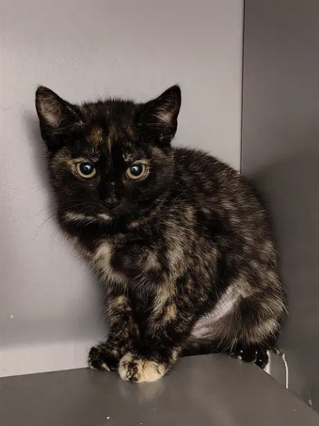 PENNY